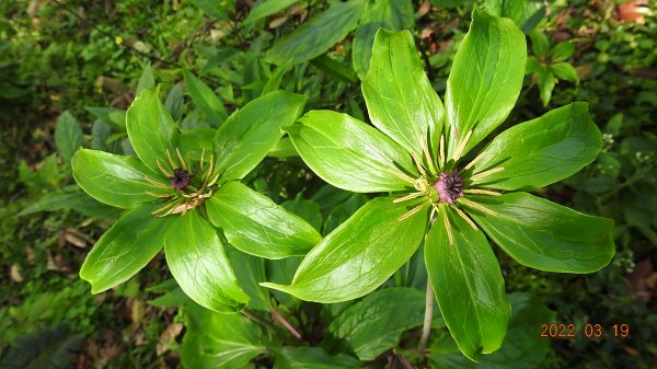 陽明山花季，追雲差強人意1646770