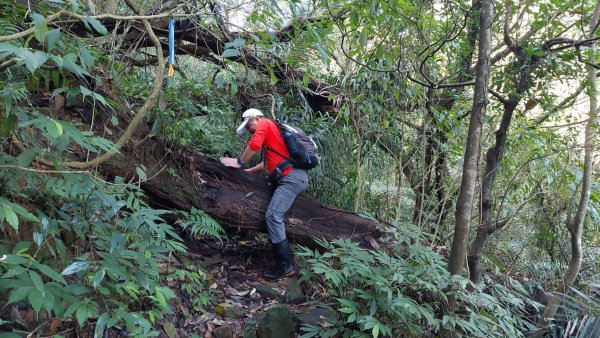 蛇來運轉之蛇年爬蛇山  蛇子形古道-三爪子坑山-蛇子崙山O型2783965