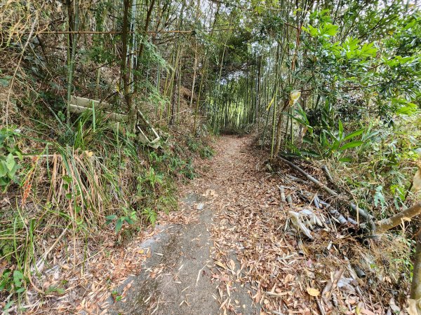 20260201雞冠山與黃麻園山(苗栗縣大湖鄉)3004217