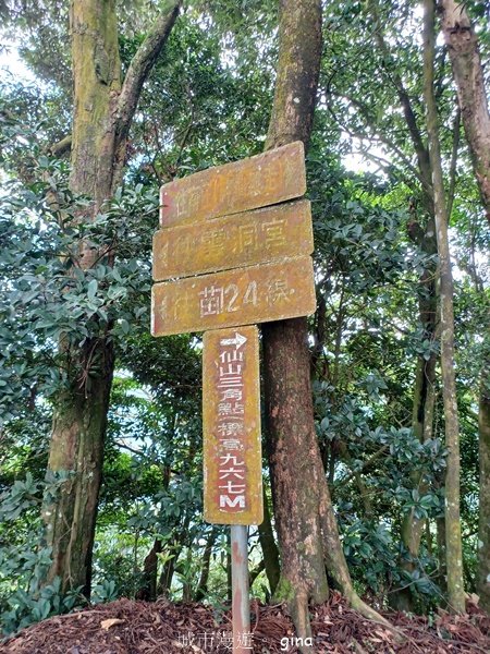 【苗栗獅潭】登頂前的陡坡攀爬很有感。 仙山登山步道2658454