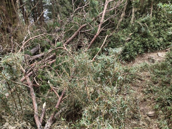 [玉山尋寶任務-08/12] 2025_0824 鹿林山步道_鹿林前山2870918