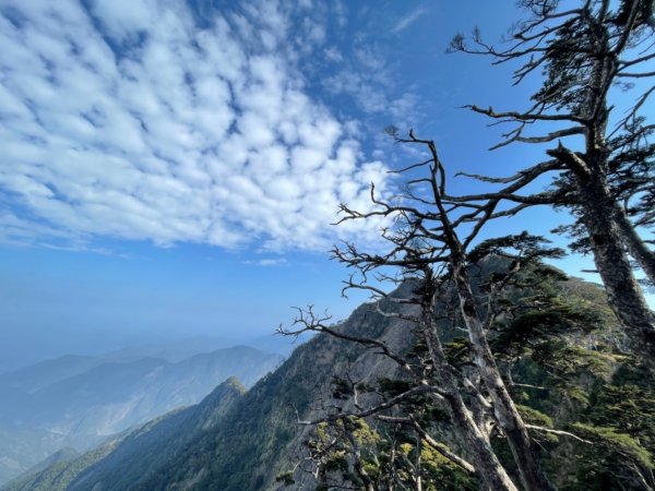 見證最美麗北大武山雲海、鐵杉1318998