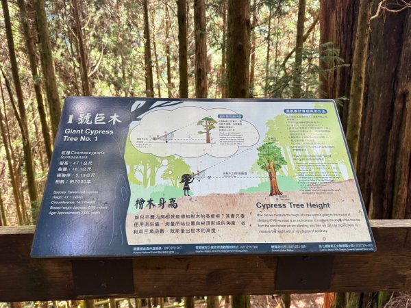 觀霧-檜山巨木群步道2925527