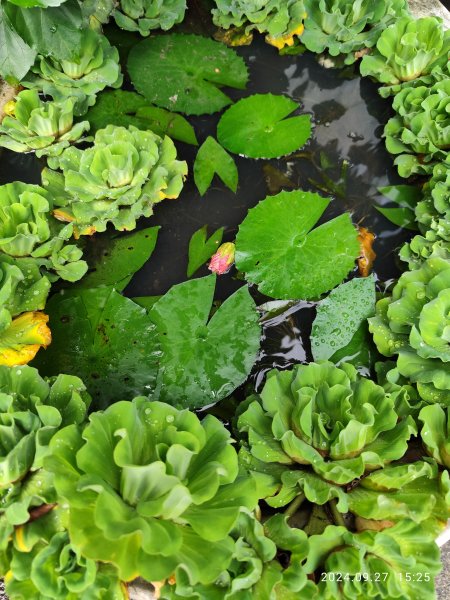 瑞陽公園、大港墘公園【臺北健走趣】【健走複利】2605418