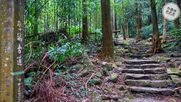 阿里山山脈越嶺步道大串走D5543839