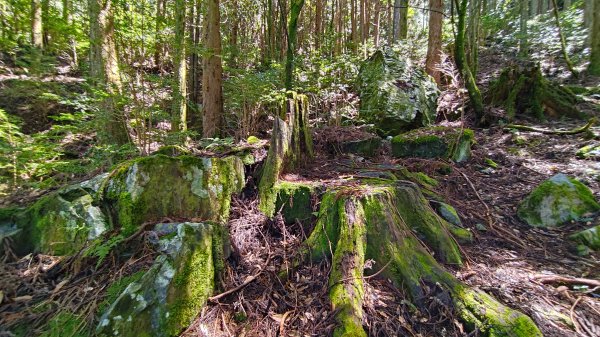 榛山景觀平台2918113