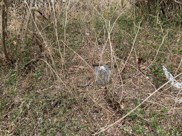 20250405屏東頂楓港山-上楓港山2757495