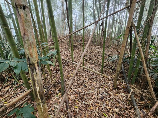 20260201雞冠山與黃麻園山(苗栗縣大湖鄉)3004222