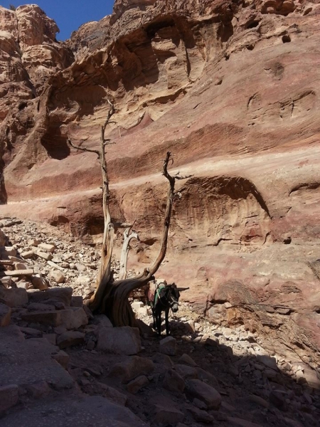 山岳之美_約旦6529