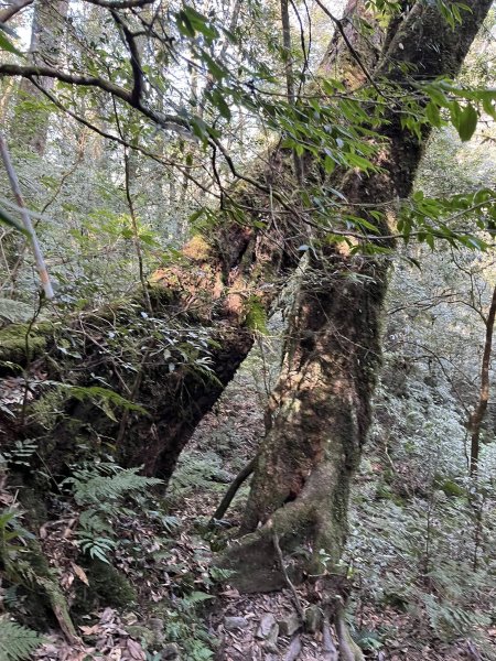 雪見大板根2959263