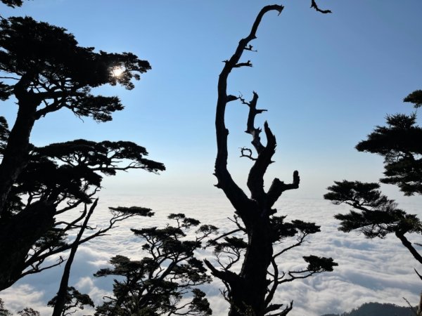 見證最美麗北大武山雲海、鐵杉1318806