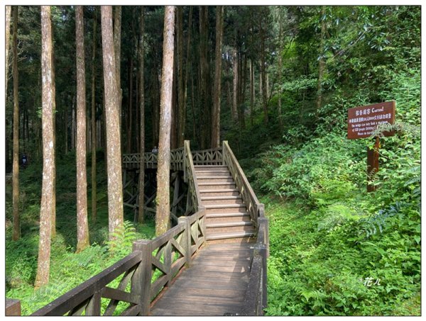 阿里山神木群棧道2771590