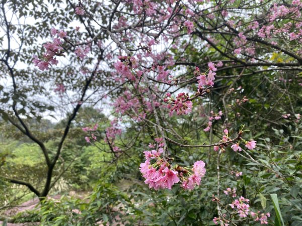 台北大縱走2026｜一天解鎖7顆寶石💎還嚕到4隻貓！第七段｜指南宮千階梯→貓空→樟湖步道→樟山寺3021802