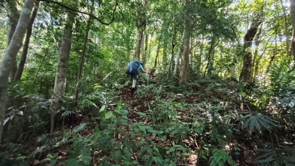 外鳥嘴蓮包山O縱2893172