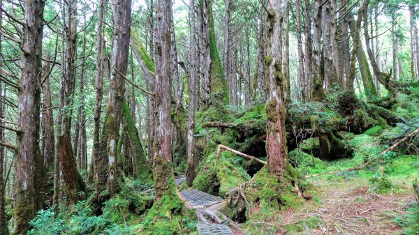 太平山（翠峰,茂興,鐵杉林,見晴）1097087