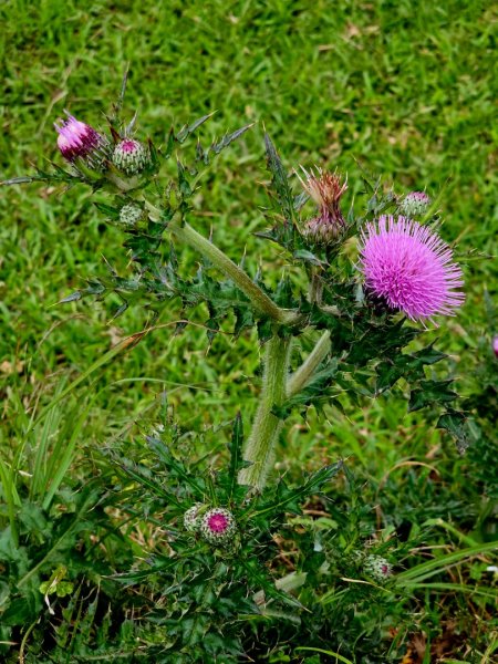 2026年臺北大縱走第三段：小油坑至風櫃口3037899