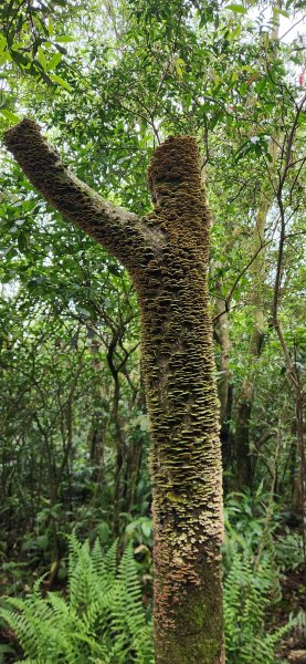 阿哲/小黑3031511