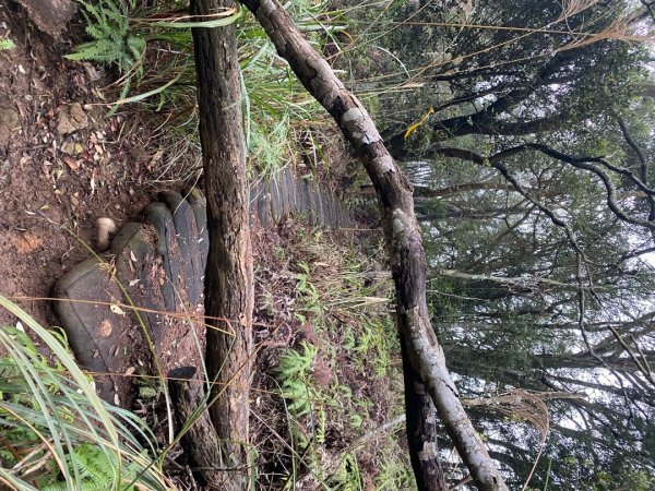 苗栗三義-三員縱走2616452