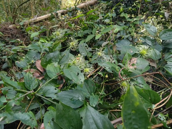 回歸自然的杜仔湖步道上雙子山2677791