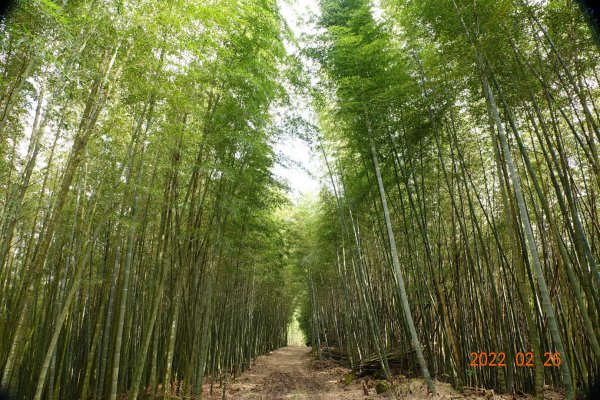 嘉義 阿里山 卓武山1623087