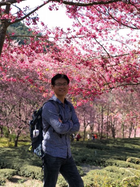 武陵農場賞櫻花626935