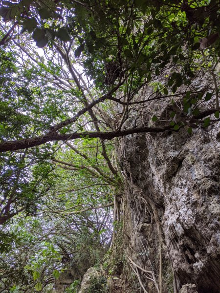 【高雄】北柴山 陸地上的海底世界917181