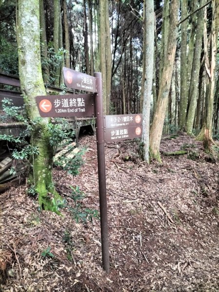 檜山巨木群步道2250291