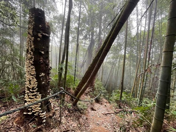 靜宜EMBA玉山隊第五練水社大山⛰️ 水社主峰祕境 ㊙️粉色水晶蘭1698874