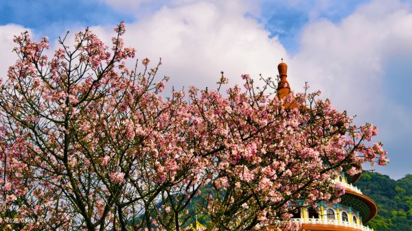 #綠繡眼 訪花 #吉野櫻 #天元宮 #楓樹湖 03162736752