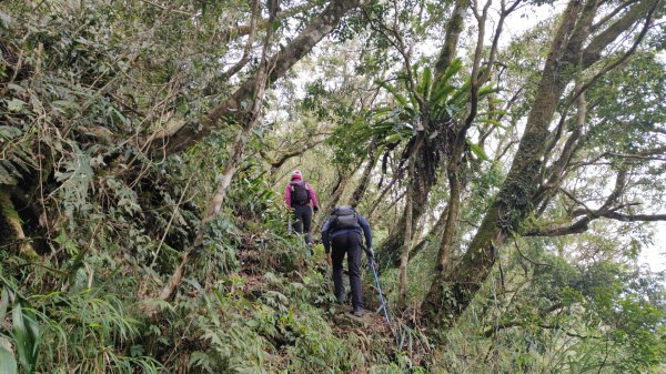 笠頂山單攻西大武山(西北峰) 九星連珠搏命演出歷險記 2025年3月20日2739007