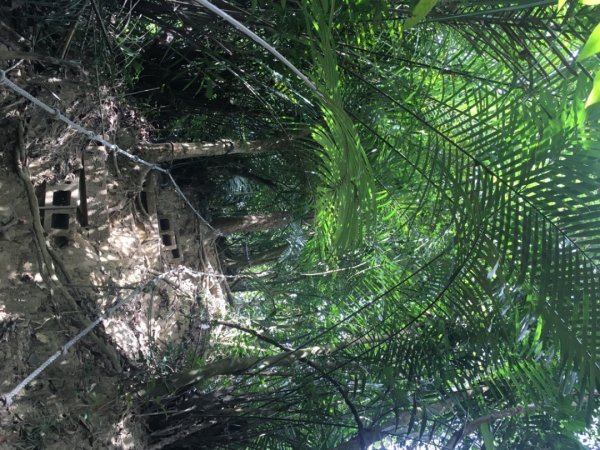 中興林場後山（鑰匙🔑認領2700429