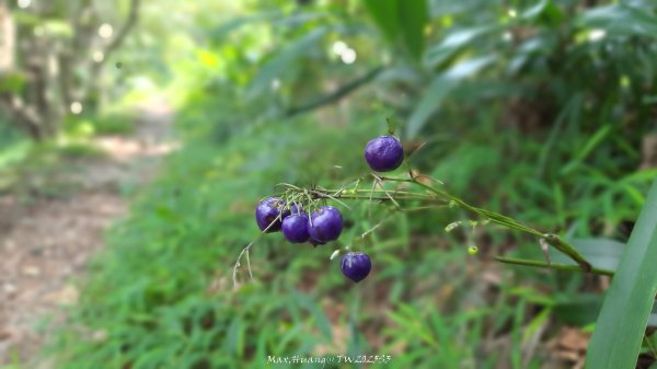 《彰化》果園古道｜廣天宮隴頂古道到鳳山寺O繞202509142884047