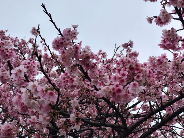 【新春賞櫻樂】平菁街42巷、宜蘭頭城火車站、二二八和平公園、東湖樂活公園3007696
