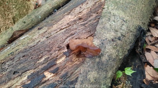 《台中》優美稜線｜橫嶺山自然步道（大雪山社區南登山口）202505312800152