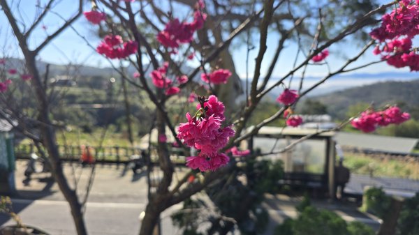 2025陽明山櫻花季，櫻花大爆發，最美的賞櫻步道，風尾步道、十八份頂圳步道、東昇步道、陽明公園2716430