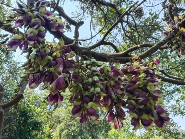 王公坑山血藤花2746268