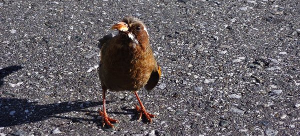 2025/09/05_石門山+合歡尖山2880833