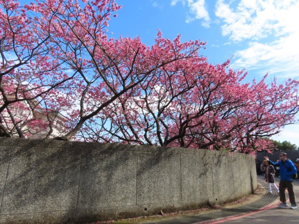 ［平菁街櫻花巷］（2024/1/29）（寒櫻）（福爾摩沙櫻）2417239