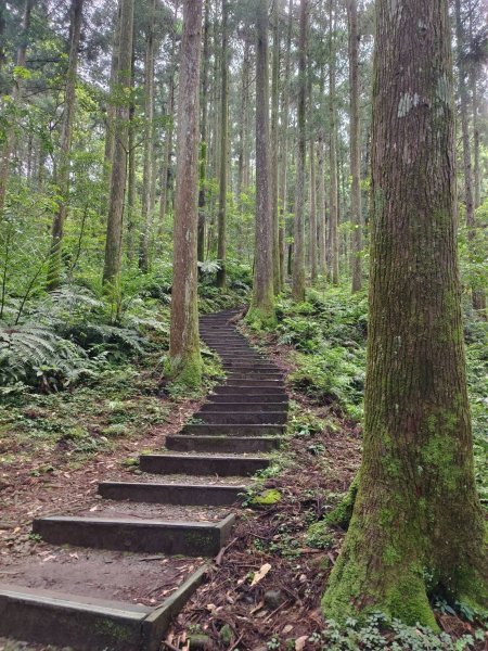 桃園市-東眼山3053957