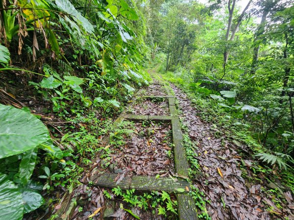 20250427大山背山田寮山毬子山騎龍山2933646