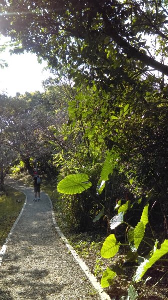 【臺北大縱走6】富陽公園、福州山、中埔山713547