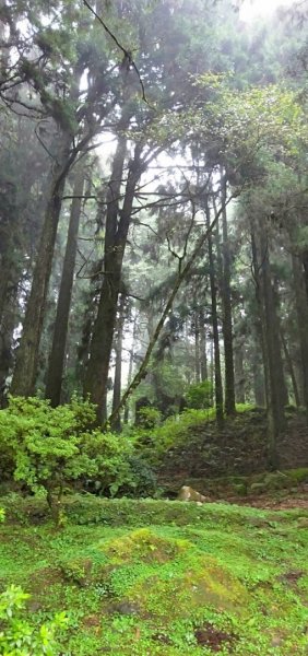 【阿里山森林園區】阿里山神木 八大景點691824