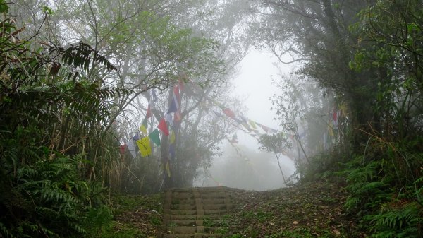 雨中賞櫻、霧裡看花2036576