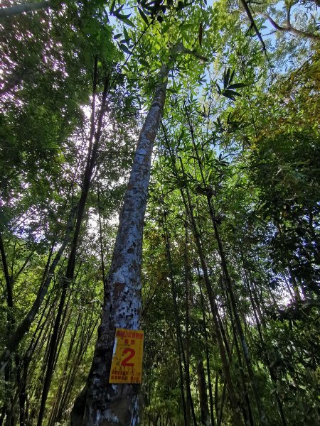 森林之木－鳥嘴山的10種樹木969868
