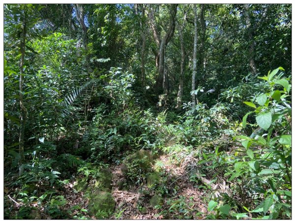 赤柯山、赤柯山南峰、東獅頭山 O型路線2785420
