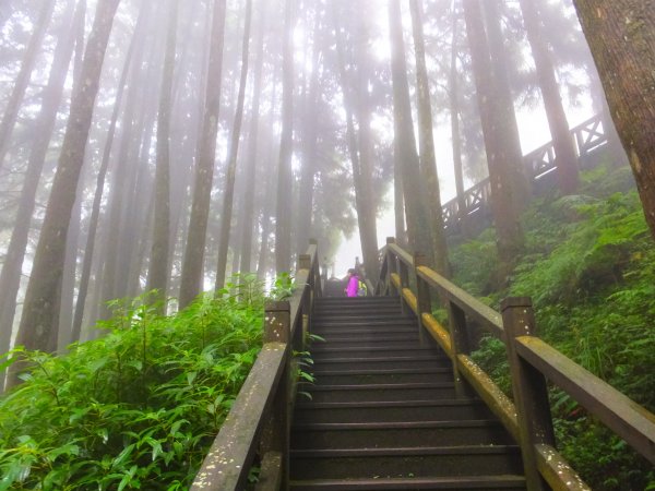 走阿里山神木群棧道，漫步在雲端及迷霧森林416027