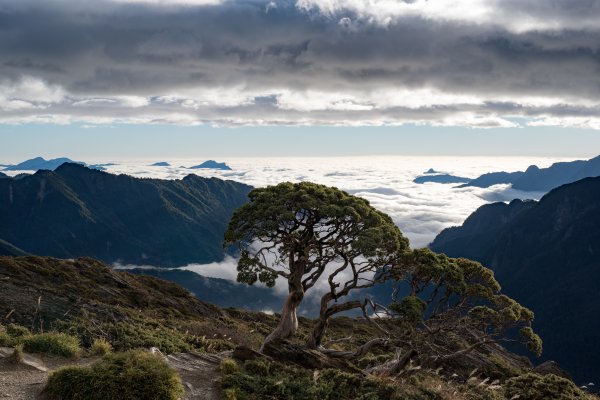 合歡北峰-圓柏的視野466857