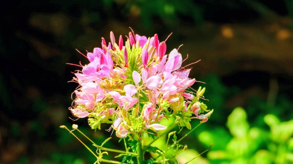 十八份拐圳,陽峰古道,花鐘3017701