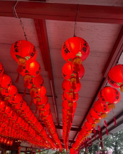 雙湖賞櫻🌸2709100