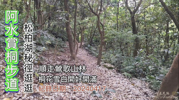 鶯歌「阿水步道」賞桐花,松柏湖秘境逛逛,順走鶯歌山林,桐花雪白開好開滿